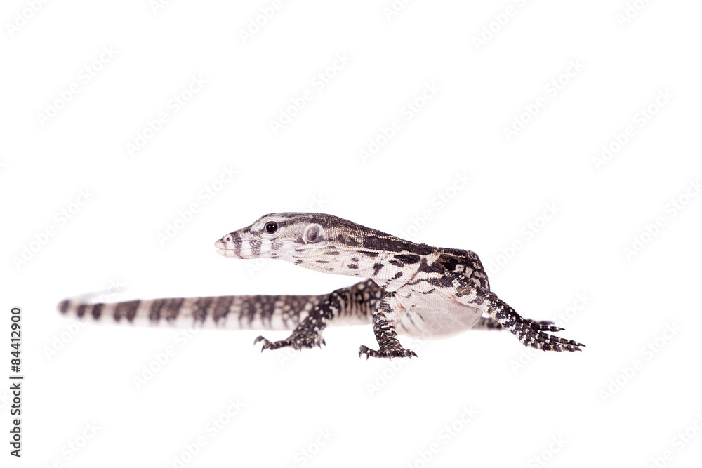 Naklejka premium Timor Monitor Lizard, Varanus timorensis, on white