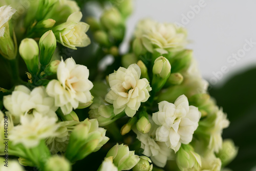 Fototapeta Naklejka Na Ścianę i Meble -  Kalanchoe flowers  background gift card retro old selective soft focus