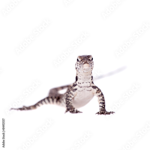 Timor Monitor Lizard  Varanus timorensis  on white