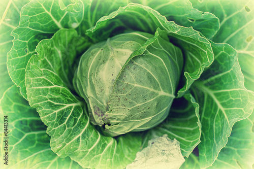 kale - a useful vegetable diet