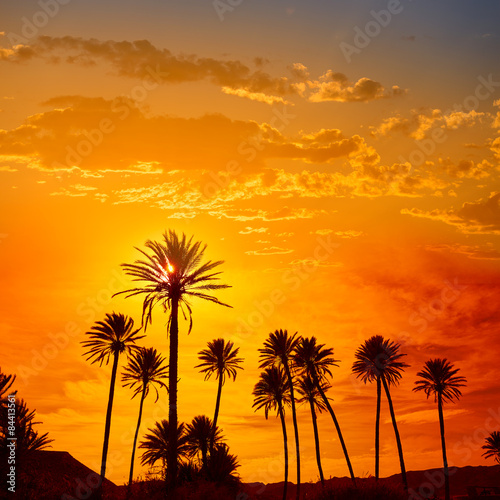 Almeria in Cabo palm trees in Rodalquilar Spain © lunamarina