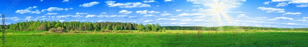 summer forest panoramic