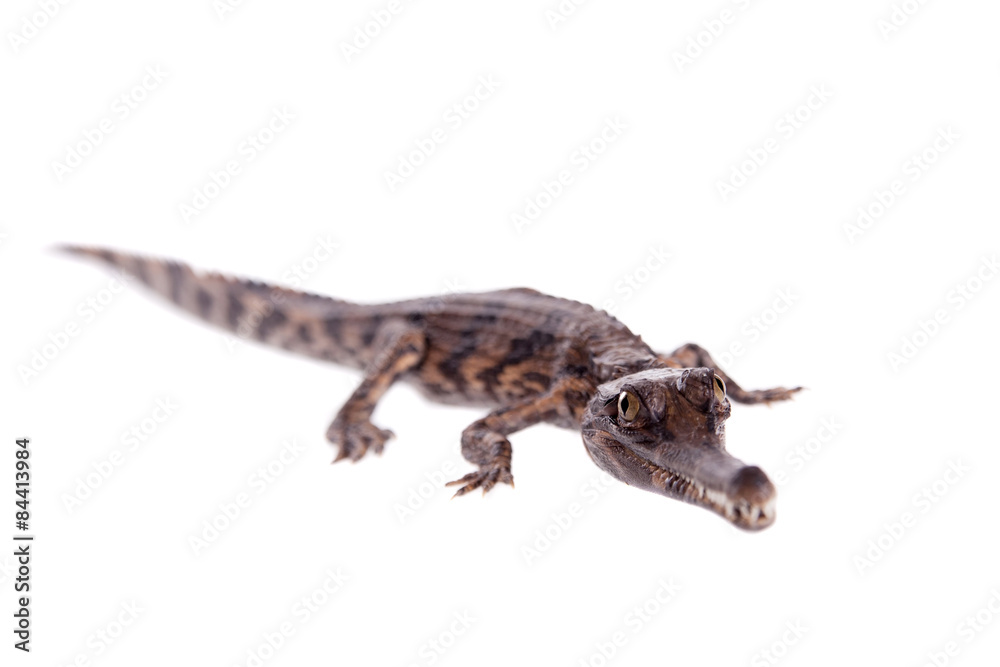 The false gharial , Tomistoma schlegelii, on white The false gharial , Tomistoma schlegelii, on white