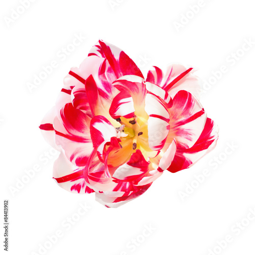 Fototapeta Naklejka Na Ścianę i Meble -  Dual colored red-white tulip on a white background