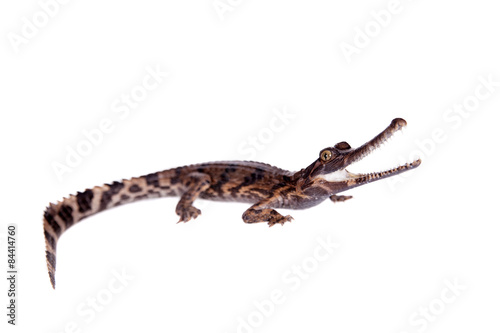 Fototapeta The false gharial , Tomistoma schlegelii, on white