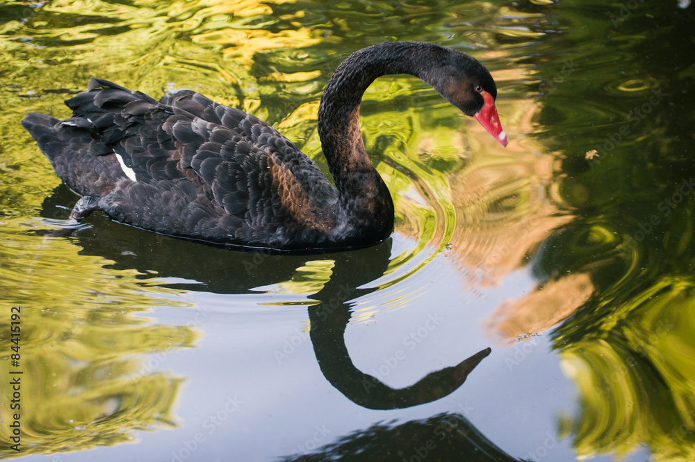Obraz premium Black swan swimming in a colorful pond