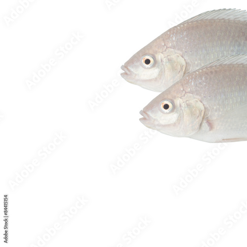 tasty white tilapia fish