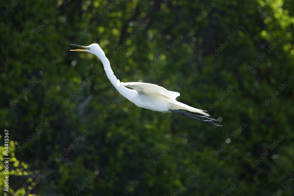 Egret flying past dark foliage in a Florida swamp. Egret flying past dark foliage in a Florida swamp.