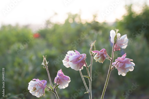 Fototapeta Naklejka Na Ścianę i Meble -  Pink flowers bloom in spring