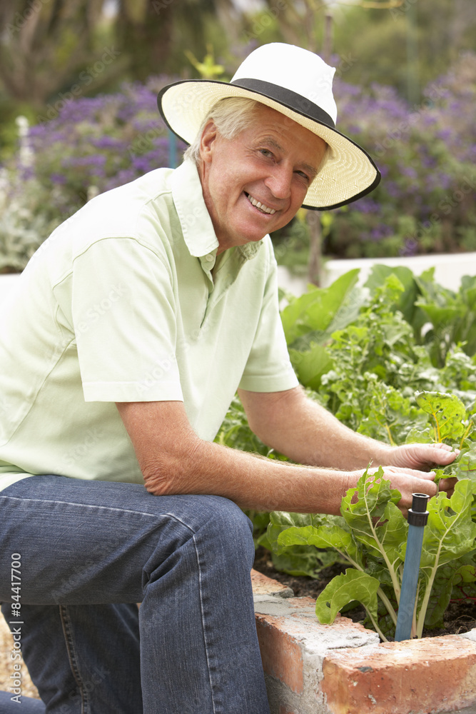 Senior Man Working In Vegetable Garden