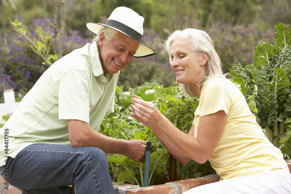 Senior Couple Working In Vegetable Garden Senior Couple Working In Vegetable Garden