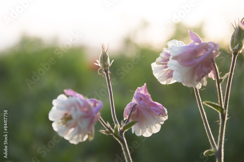Fototapeta Naklejka Na Ścianę i Meble -  Pink flowers bloom in spring
