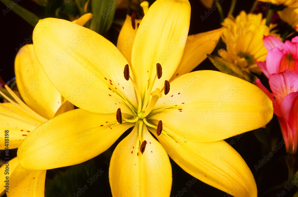 Fototapeta premium Yellow Flower Macro