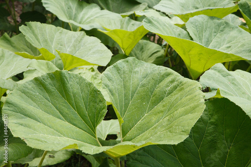 蕗の葉