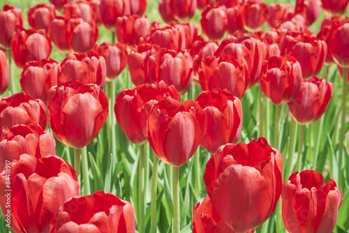 Group of red tulips in the park. Spring landscape.