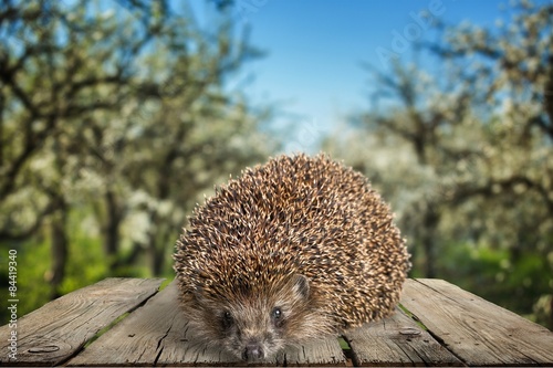 Hedgehog, Apple, Animal.
