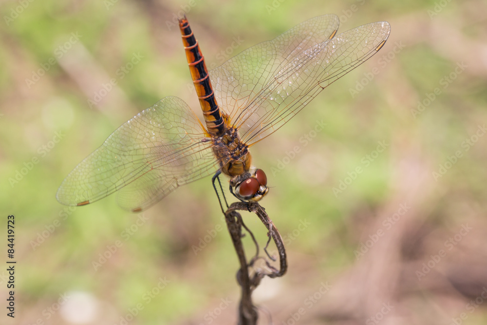 Portrait of dragonfly - Coastal Glider
