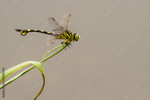 Portrait of dragonfly - Golden Flangetail photo