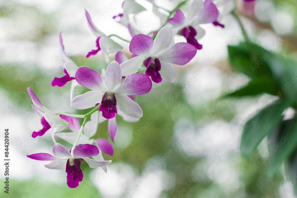 Orchids