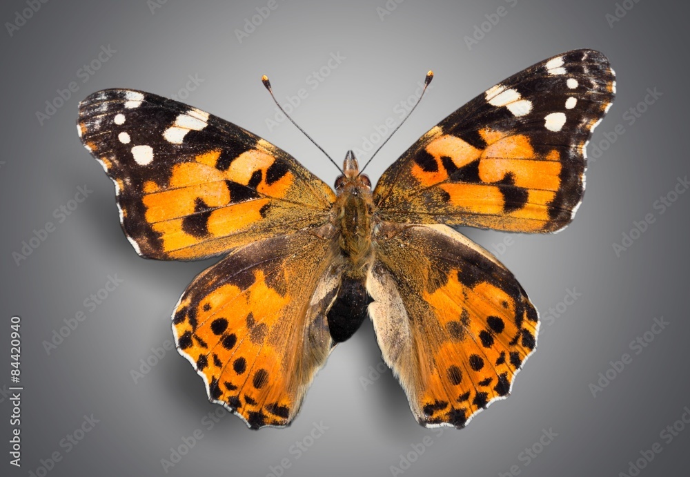 Naklejka premium Butterfly, Insect, Wing.