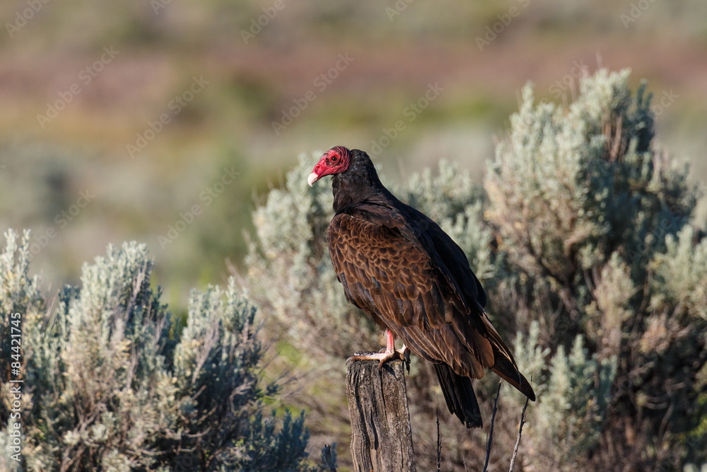 A Turkey Vulture perched on a wooden post enjoying the morning sunlight. A Turkey Vulture perched on a wooden post enjoying the morning sunlight.