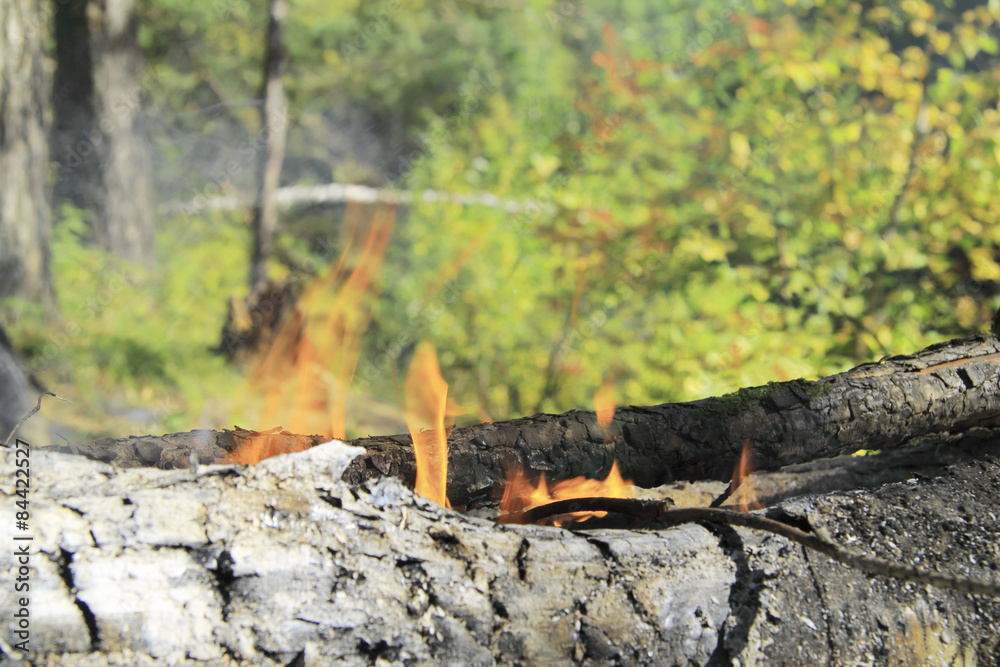 Start a fire in the wild forest Start a fire in the wild forest