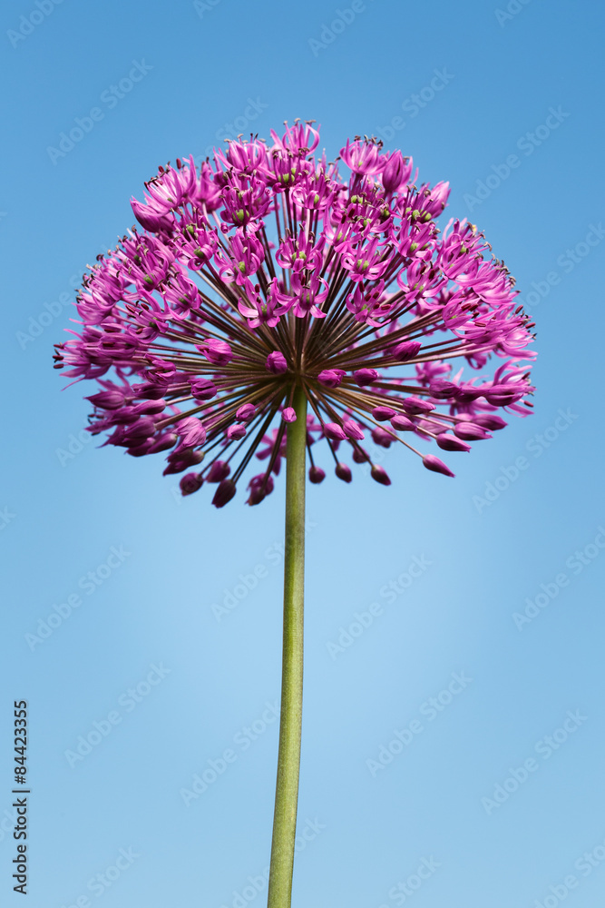 Naklejka premium Giant Purple Allium Flower on Blue Sky