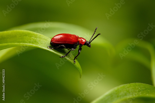 Red Scarlet lily Beetle on Plant © seregraff