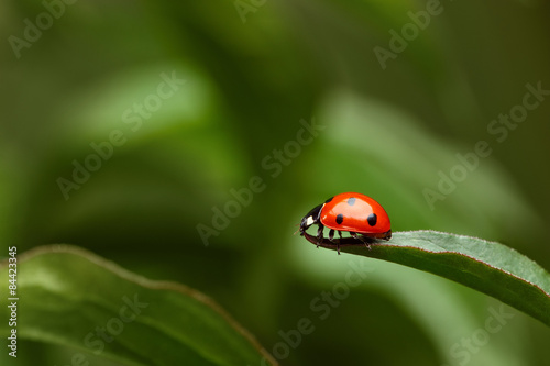 Ladybug on Grass on Green Background