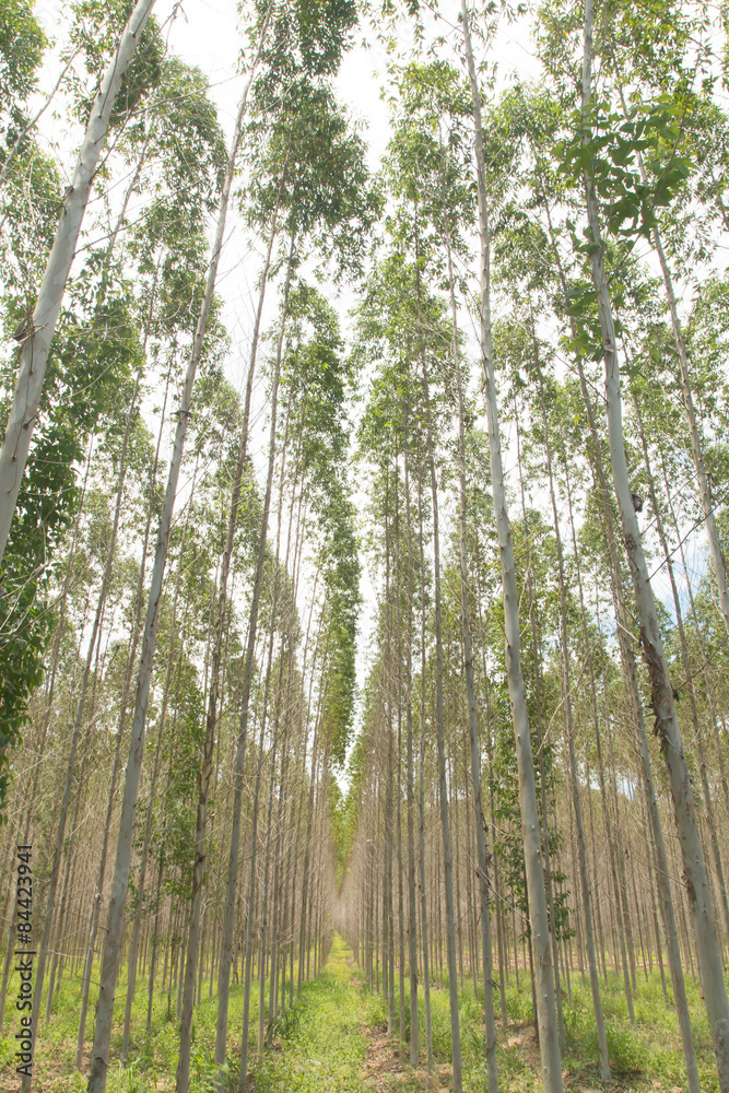 Fototapeta premium eucalyptus plant field
