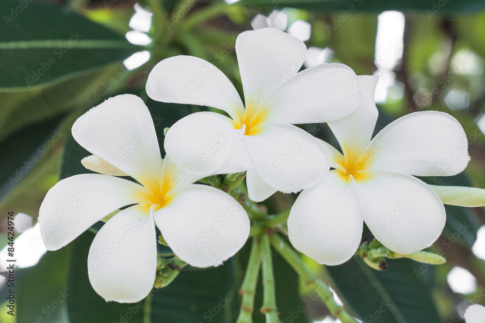 beautiful white frangipani flowers beautiful white frangipani flowers