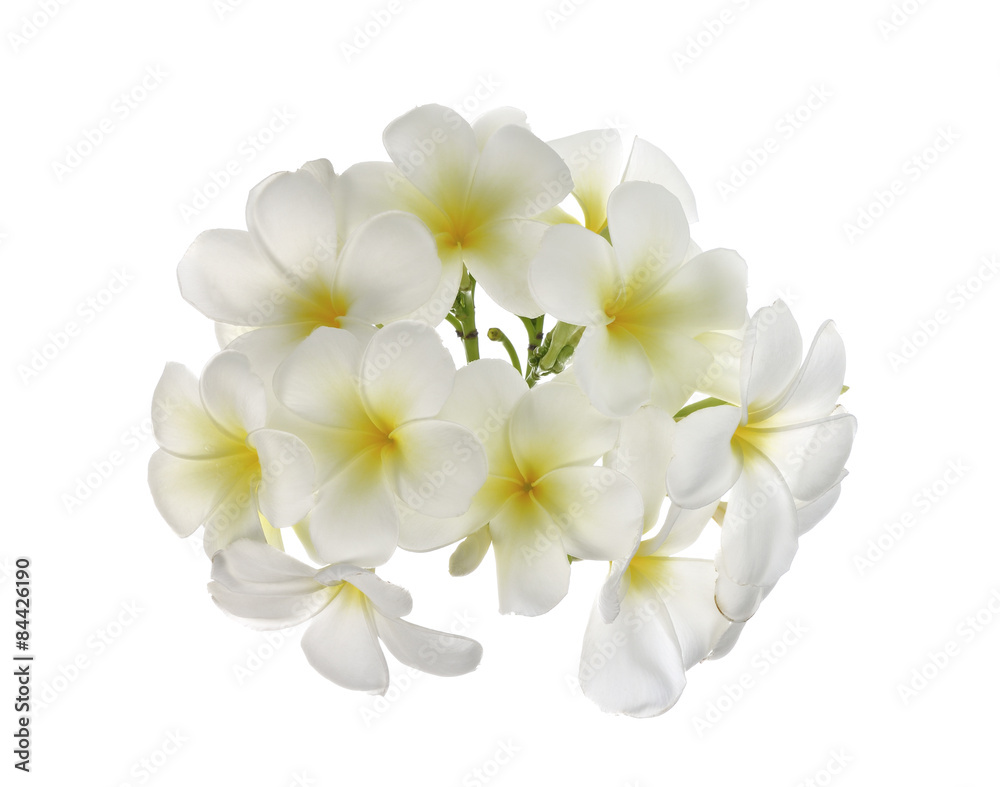 Plumeria isolated on white background