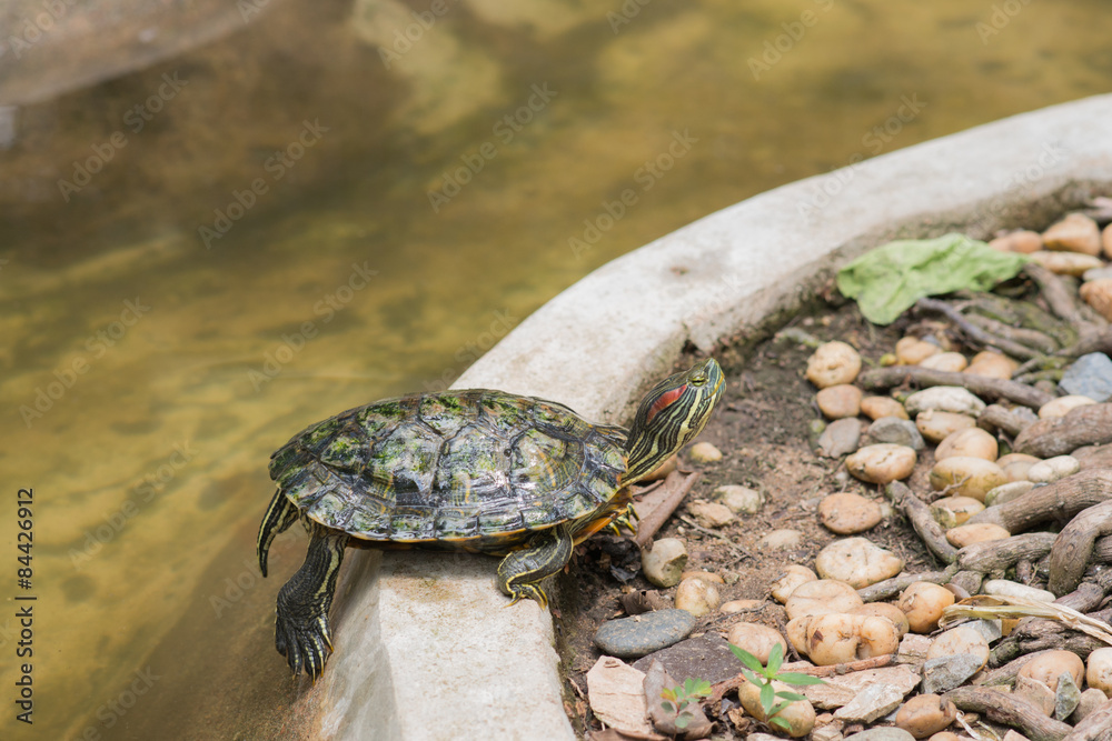 Obraz premium Japanese turtle.