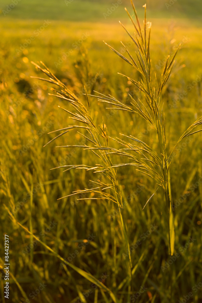Obraz premium Golden wild grass at sunset