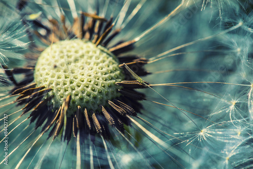 Dandelion with abstract background. Dandelion flower in detail 