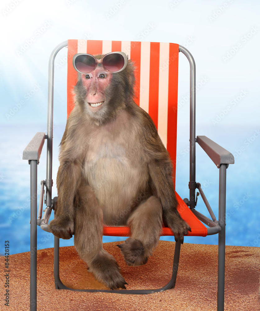 Fototapeta premium Funny monkey relaxing on a beach chair