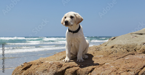 Cute Labrador Retriever Puppy at the Beach on a Rock #84428701