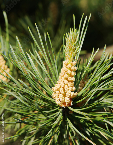Macro of future cones on the pine tree branch