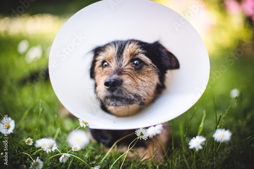 Hunde Operation