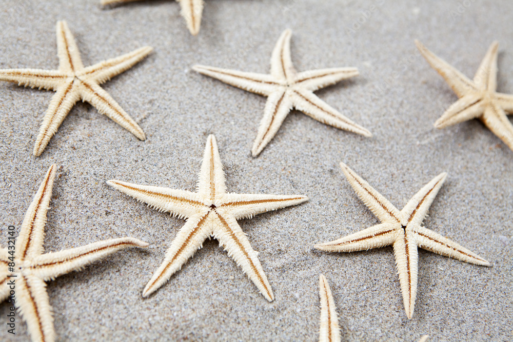 étoile de mer sur le sable