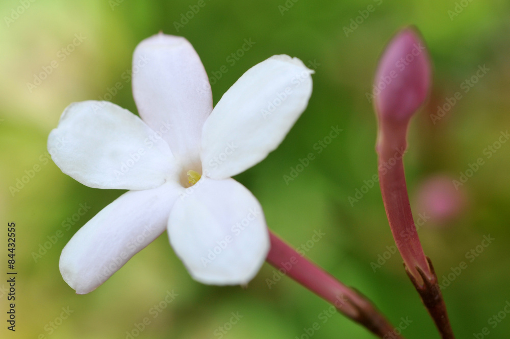 Fototapeta premium Gros plan sur une fleur de jasmin