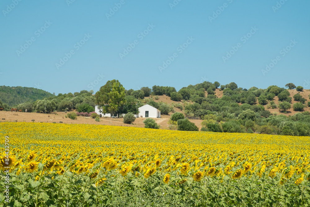 Sunflower farm