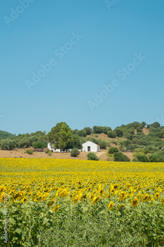 Sunflower farm