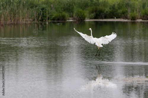 White egret landing. Western Ukraine.