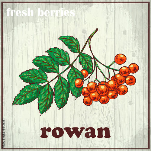 Hand drawing illustration of rowan. Fresh berries sketch background