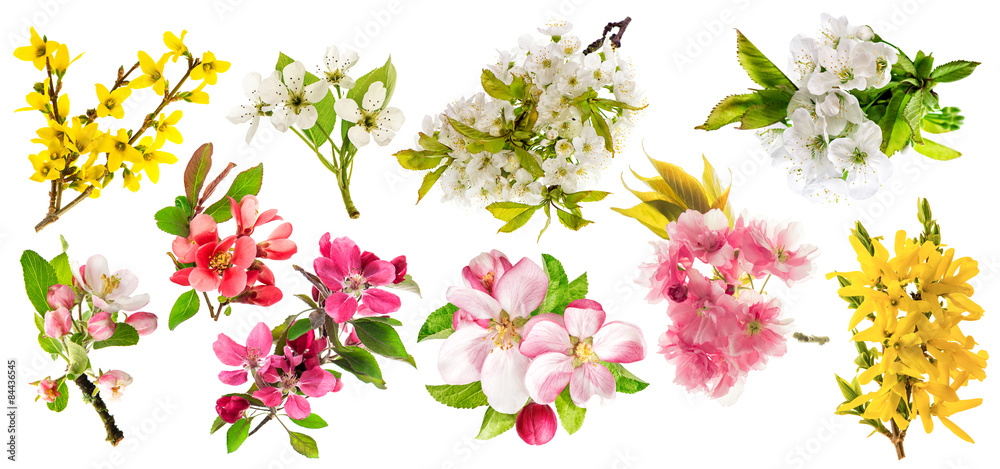 Blossoms of apple tree, cherry twig, pear, forsythia. Set of spr Blossoms of apple tree, cherry twig, pear, forsythia. Set of spr