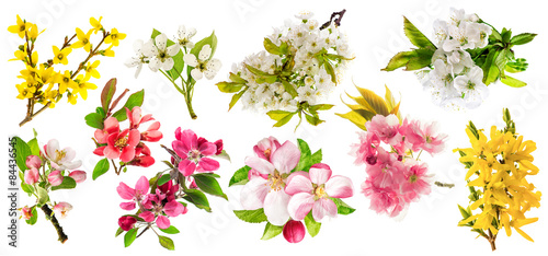 Blossoms of apple tree, cherry twig, pear, forsythia. Set of spr