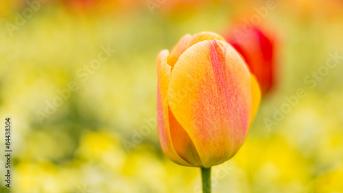 Canvas Print Spring Tulip