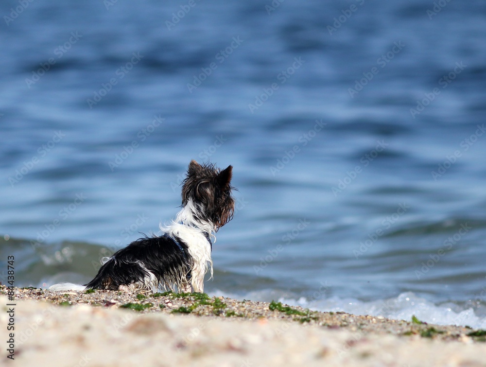 Собачка ждёт хозяина на берегу моря