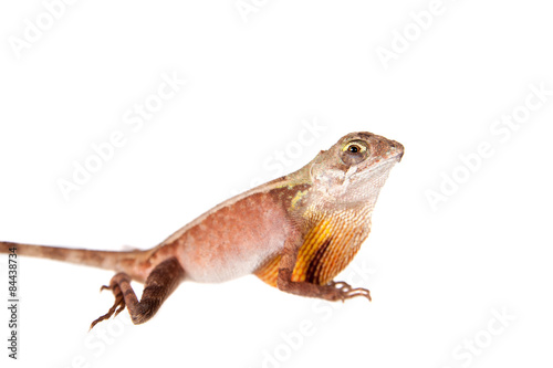 The Brown-patched Kangaroo lizard on white